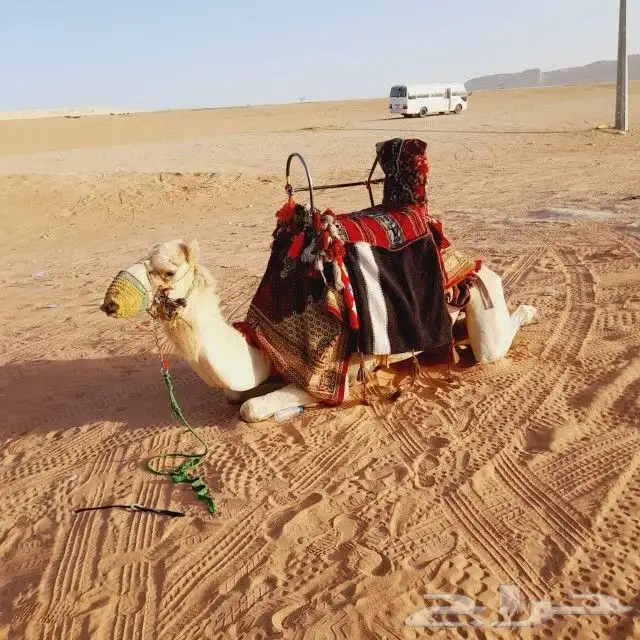 اجار جمال واخيول رحايل وراكبي 2