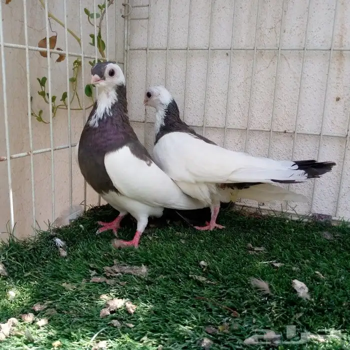 زوج جوانزو مميز تم البيع 6