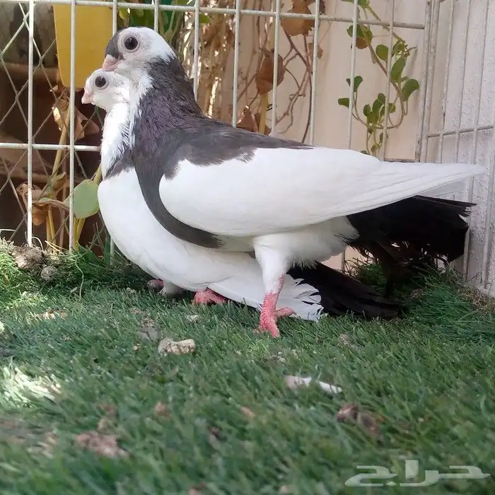 زوج جوانزو مميز تم البيع 3