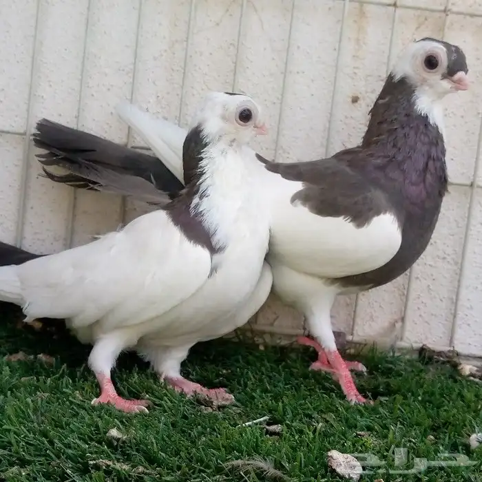 زوج جوانزو مميز تم البيع 0