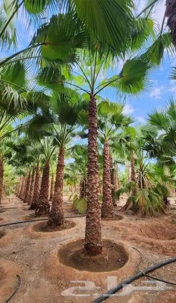 نخل وشنطني زينه امريكي 0