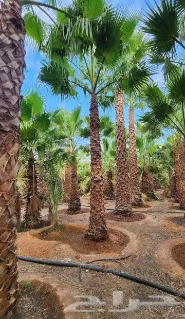 نخل وشنطني زينه امريكي 1