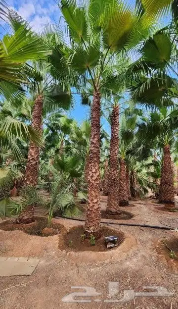 نخل وشنطني زينه امريكي 4