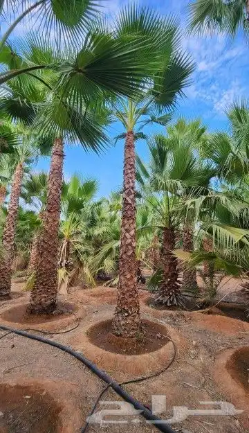 نخل وشنطني زينه امريكي 2