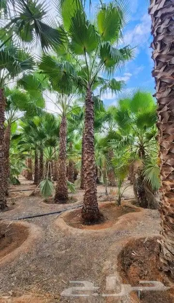 نخل وشنطني زينه امريكي 3