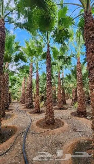 نخل وشنطني زينه امريكي 5