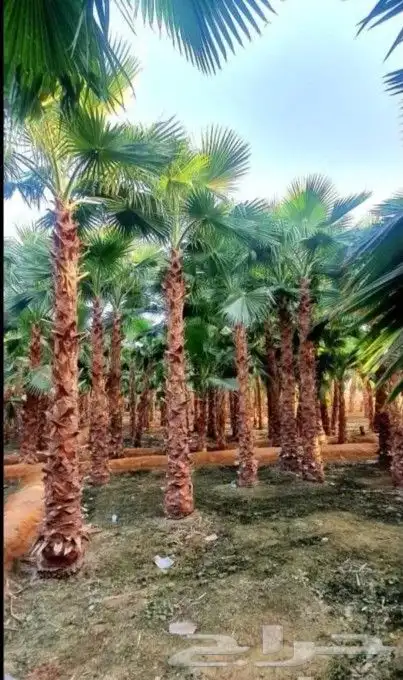 نخل واشنطن فراشه للبيع 7