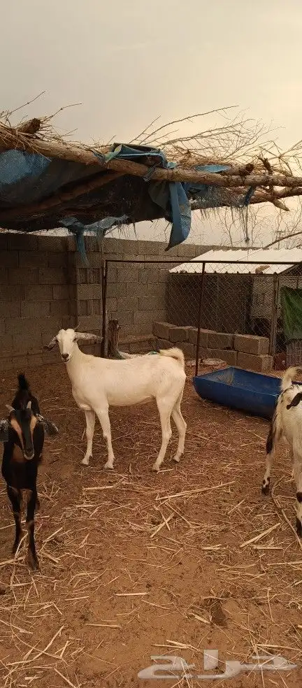 عنز دافع ( تم البيع ) 3