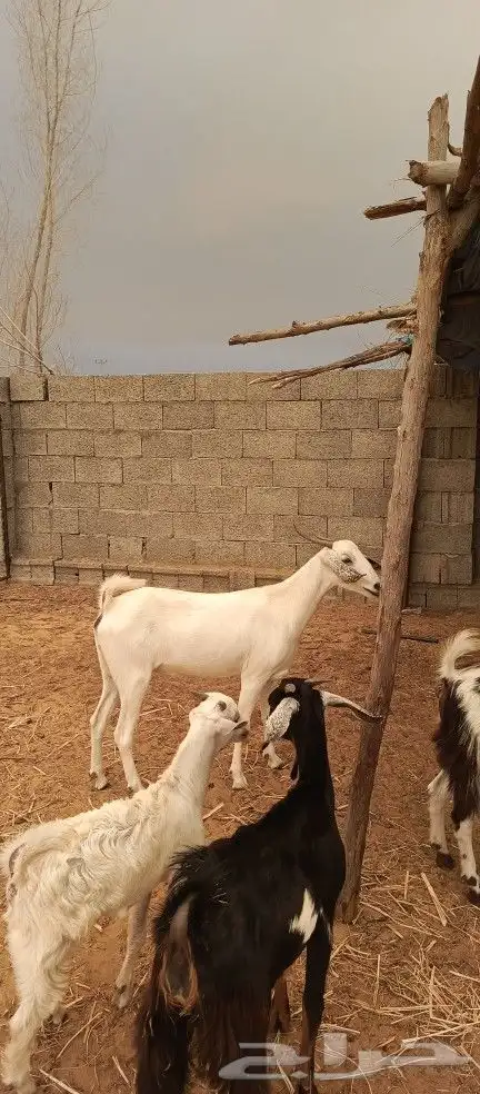 عنز دافع ( تم البيع ) 2