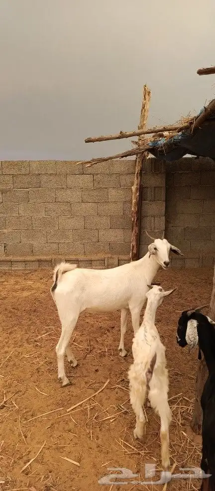 عنز دافع ( تم البيع ) 0