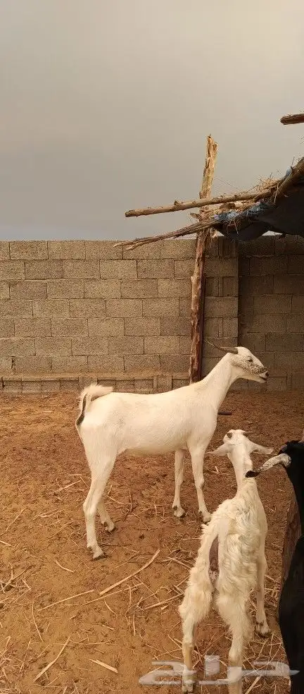 عنز دافع ( تم البيع ) 1