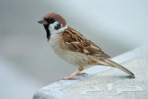 مطلوب عصفور لي تبني 2