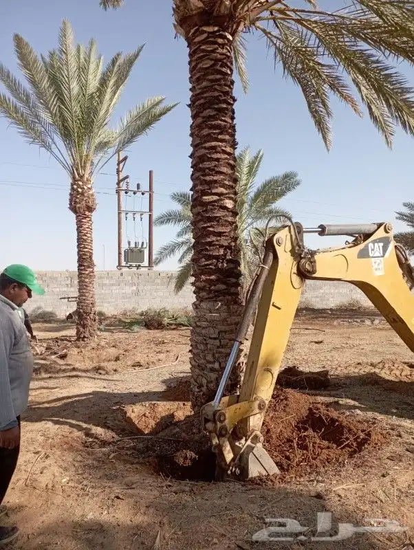 نخيل عربي وواشنطني البيع 3