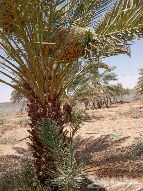 نخيل عربي وواشنطني البيع 8