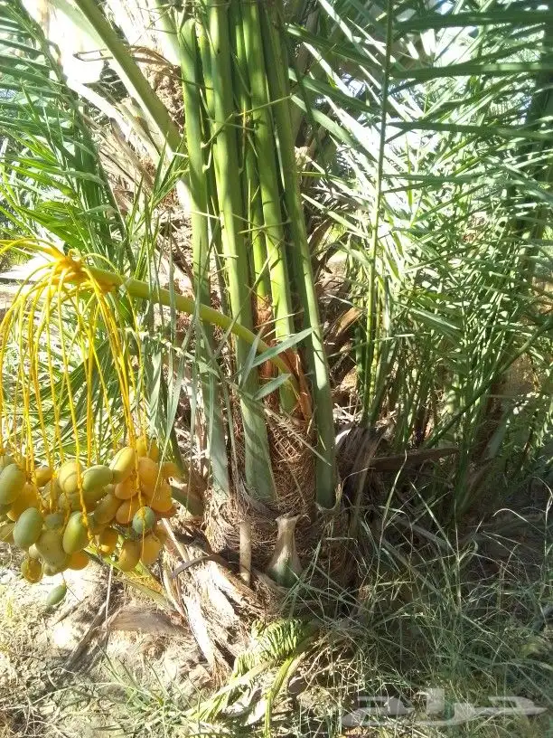 فروخ كبيره مثمره طيبه 0