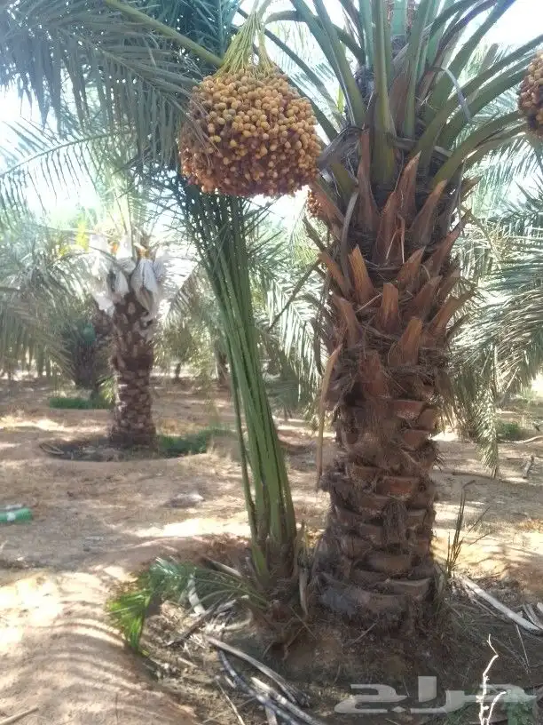 فروخ كبيره مثمره طيبه 2