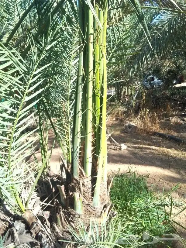 فروخ كبيره مثمره طيبه 1
