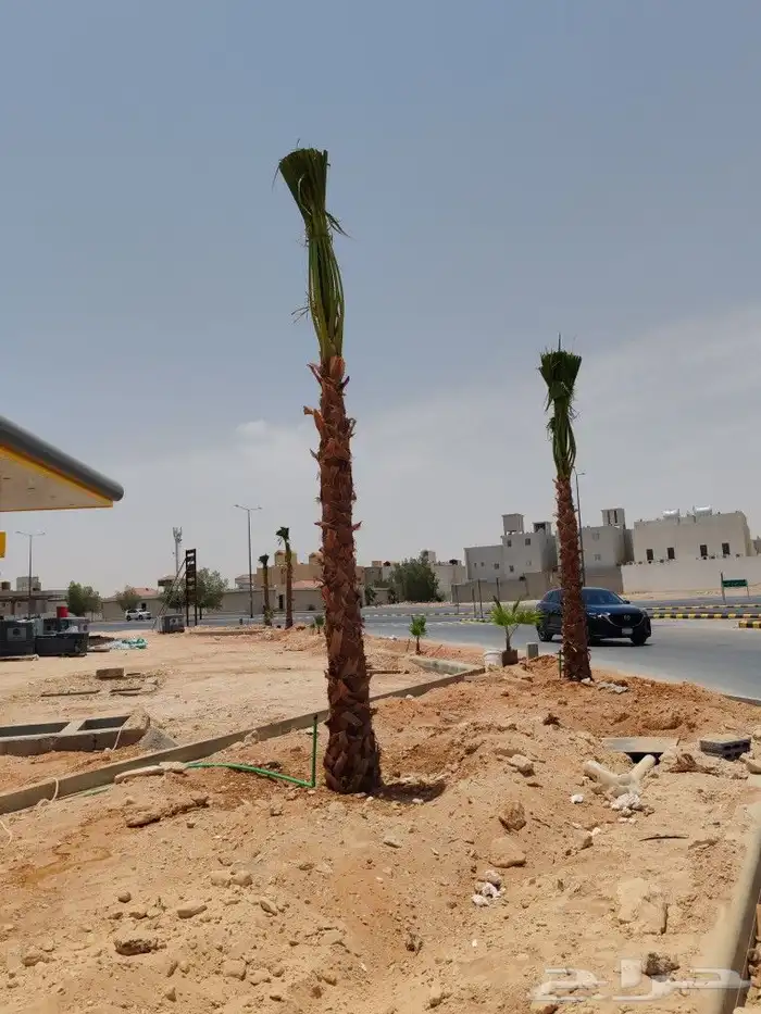 نخل واشنطن فراشه للبيع 4