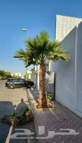 نخل واشنطني زينه 5