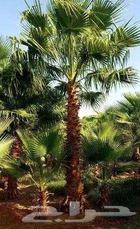 نخل واشنطني زينه 7