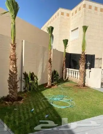 نخل واشنطني زينه 4