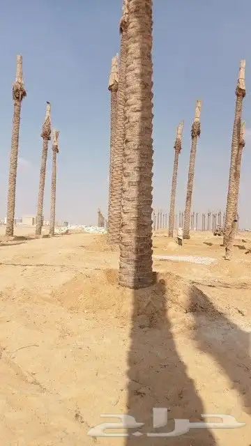 لاند سكيب تنسيق حدائق وزراعة 0