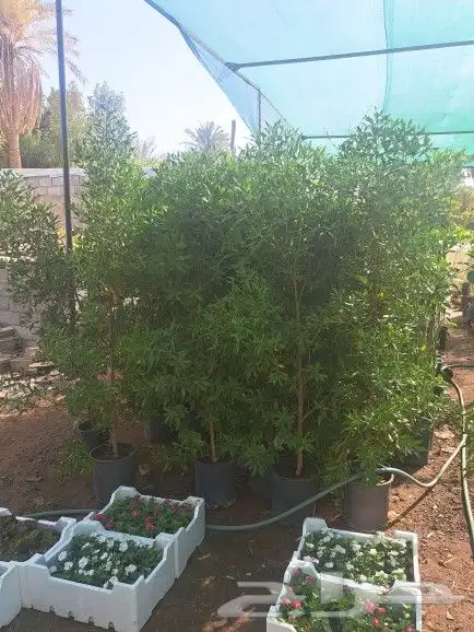 اكاسيا لسان العصفورعدنه حمضيات 4