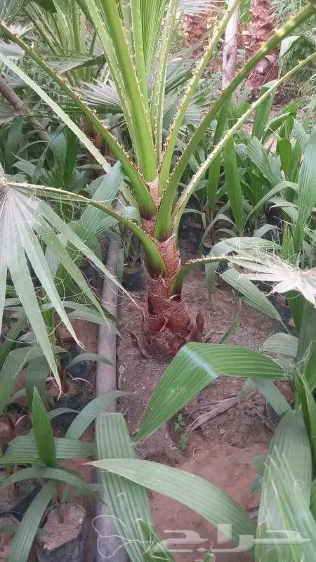 نخل واشنطن للبيع 2