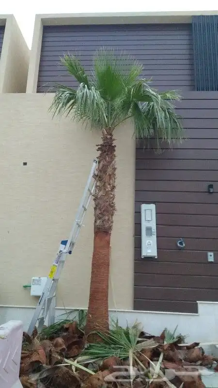 نخل واشنطن للبيع 5