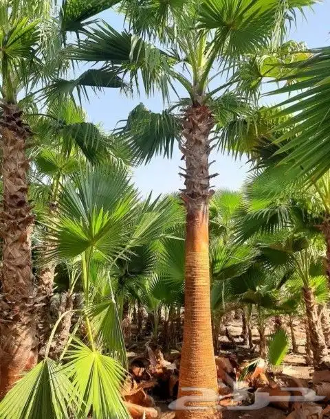 نخل واشنطني زينه 0
