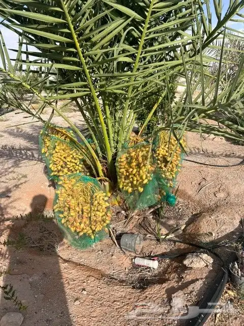 نخل وجثايث القصيم اسعار مقوله نخل طيب 0