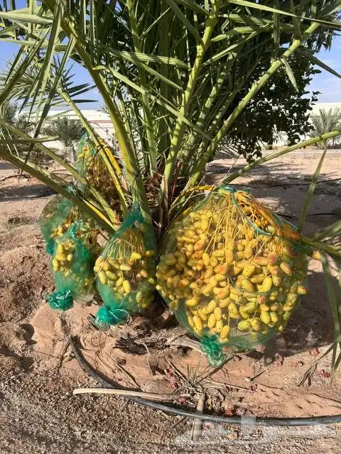 نخل وجثايث القصيم اسعار مقوله نخل طيب 4