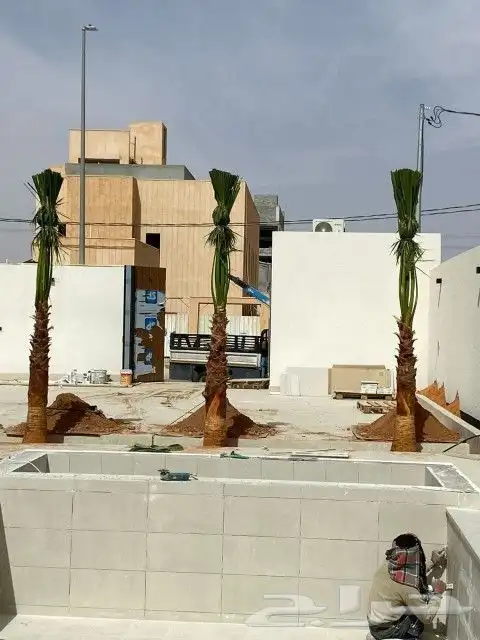 نخل واشنطن للبيع 4