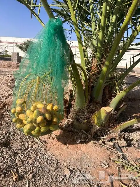 نخل وجثايث القصيم اسعار مقوله نخل طيب 2