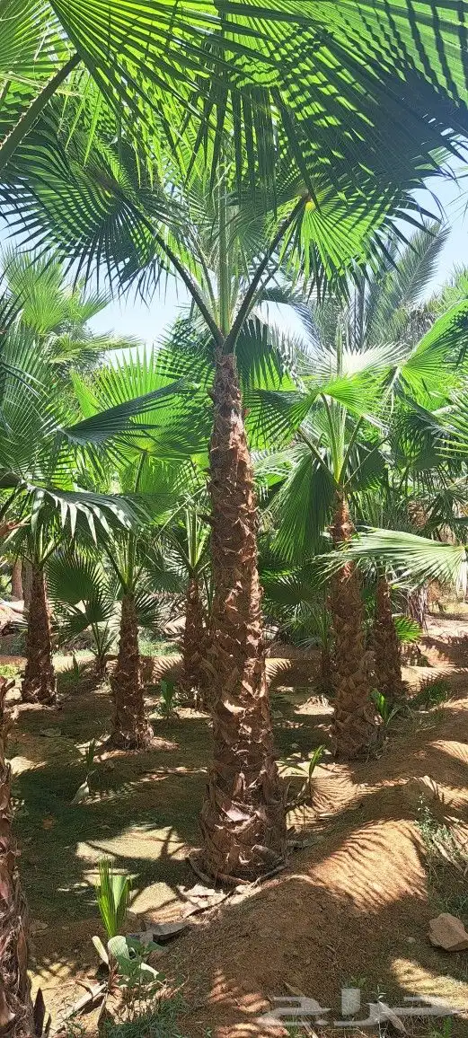 نخل واشنطن للبيع 7