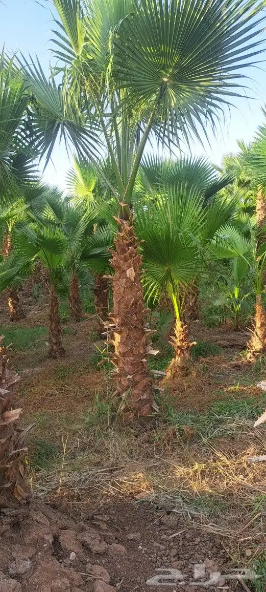نخل واشنطن للبيع 3