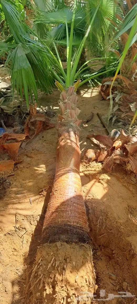 نخل واشنطن للبيع 1