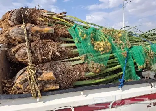 نخل اللبيع في النعيريه 1