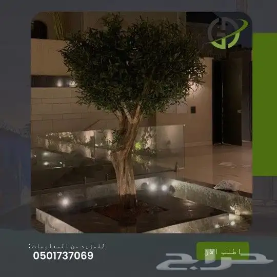 زيتون صناعي جذوع طبيعي 1
