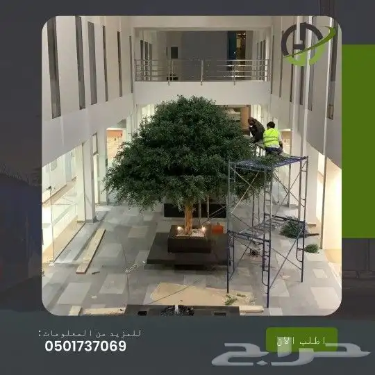 زيتون صناعي جذوع طبيعي 4