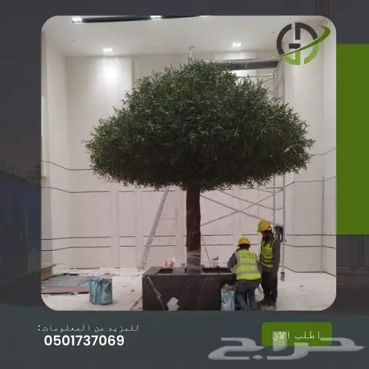 زيتون صناعي جذوع طبيعي 0