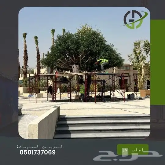 زيتون صناعي جذوع طبيعي 5