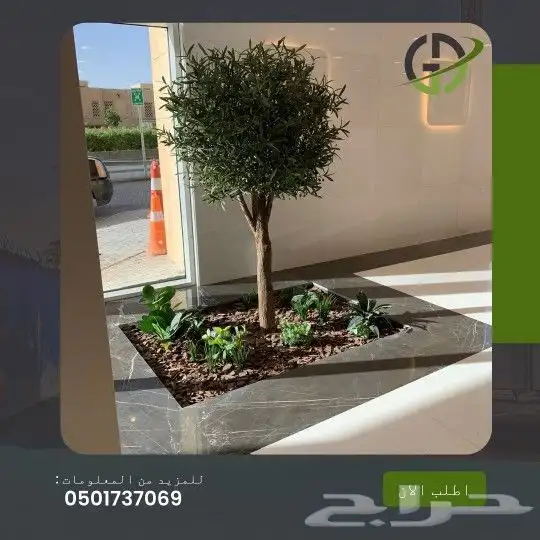 زيتون صناعي جذوع طبيعي 3