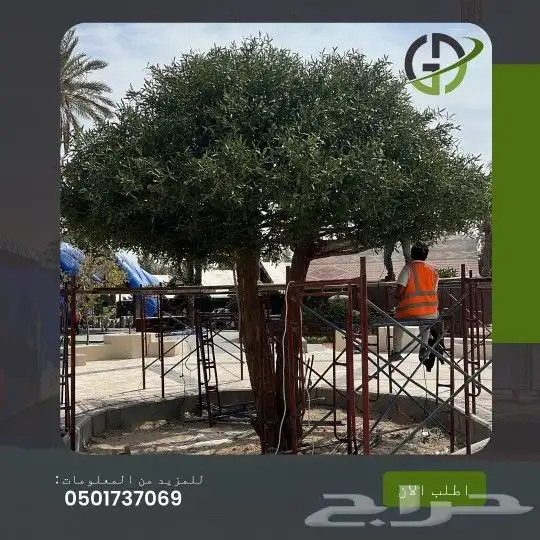 زيتون صناعي جذوع طبيعي 7