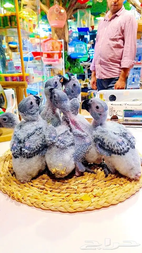 فروخ كاسكو إنتاج محلي 2750ريال تم البيع 37