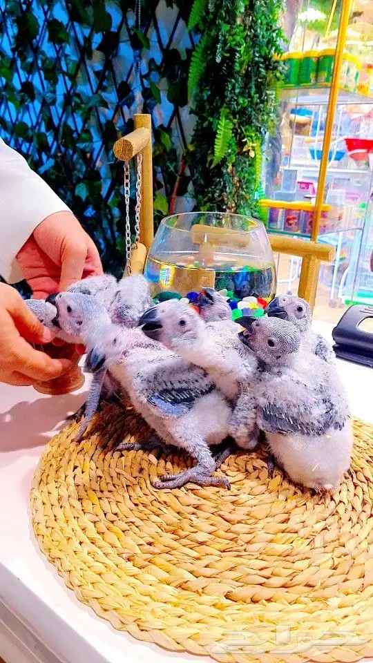 فروخ كاسكو إنتاج محلي 2750ريال تم البيع 39