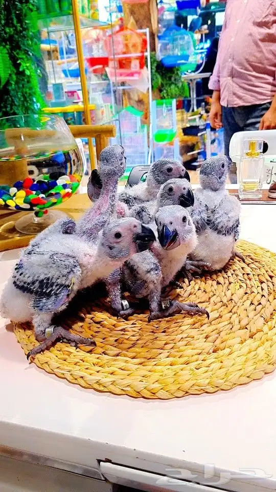 فروخ كاسكو إنتاج محلي 2750ريال تم البيع 16