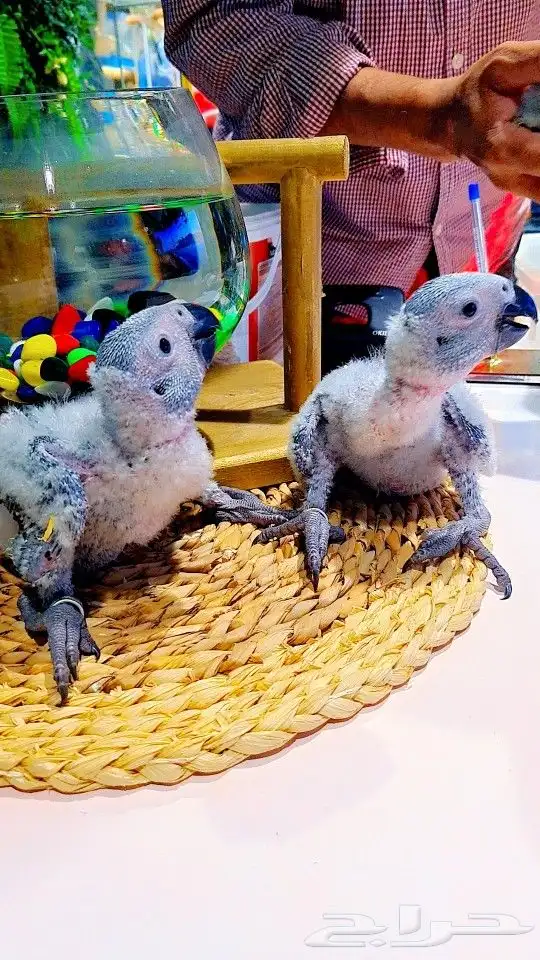 فروخ كاسكو إنتاج محلي 2750ريال تم البيع 22