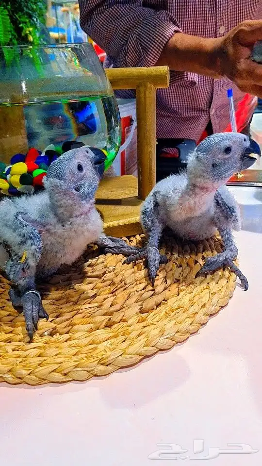 فروخ كاسكو إنتاج محلي 2750ريال تم البيع 23