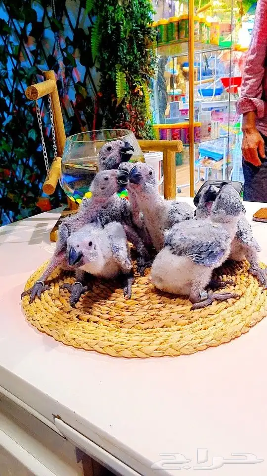 فروخ كاسكو إنتاج محلي 2750ريال تم البيع 18